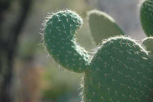 a new leaf on a prickly pear